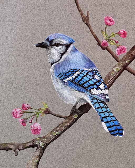 A blue jay perched on a branch with cherry blossom buds